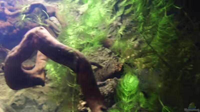 Hornkraut mit Wurzel und Korkrindenhaufen von Falk (18)