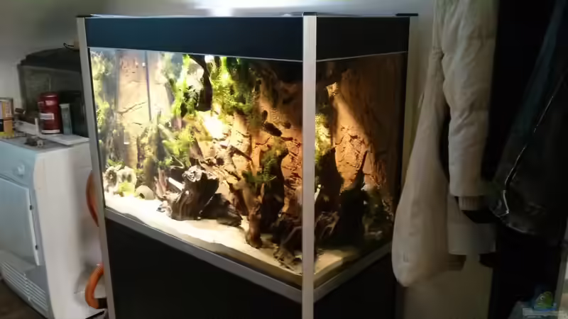 Hornkraut nach dem Einsetzen ( 3L á 500g ) von AquaTobi90 (17)