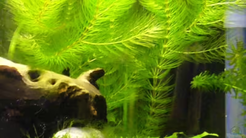 Hornkraut und Korallenmoos von Kim (4)