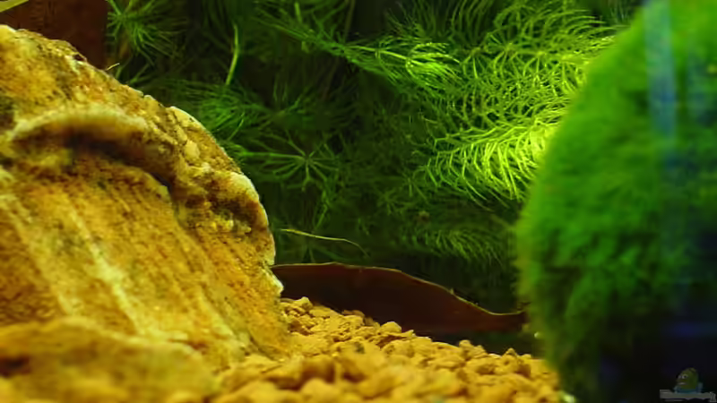 Hornkraut und Moosball von Sailfish (6)