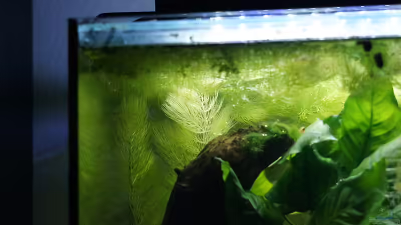 Hornkraut von Bartey (13)