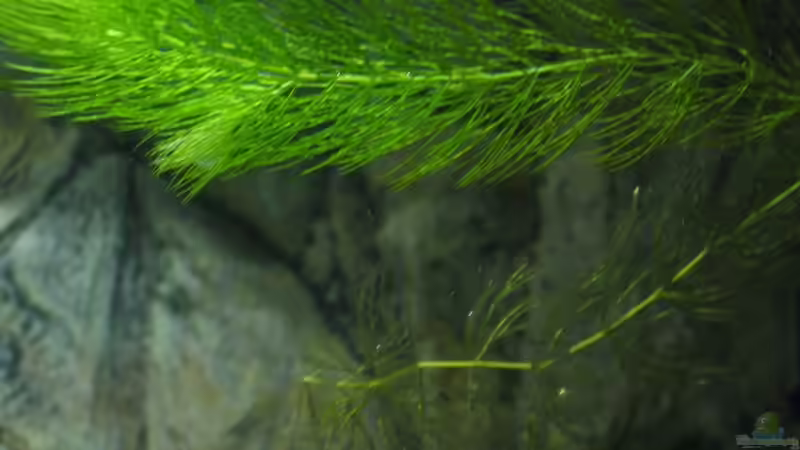 Hornkraut von Carsten Ziß (3)