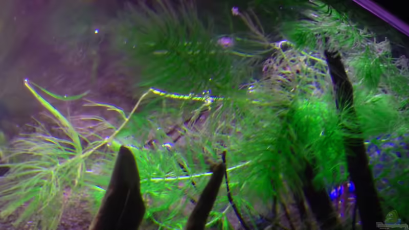 Hornkraut von Chris_R. (18)