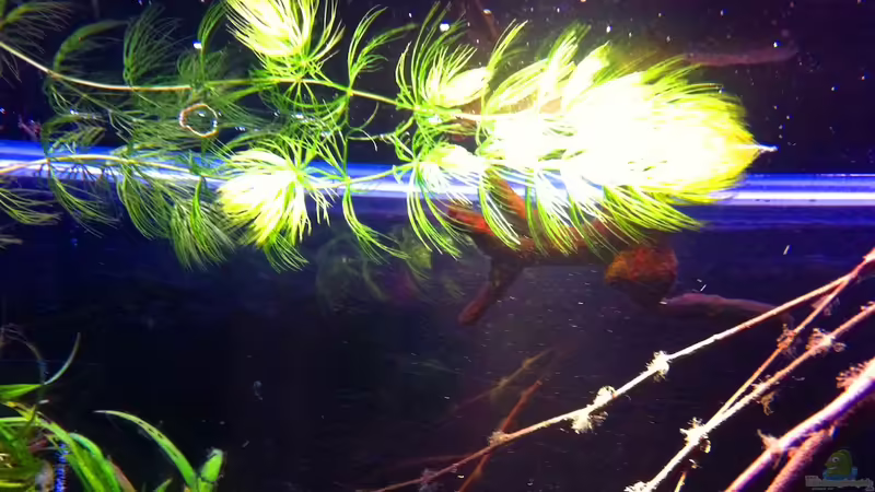 Hornkraut von Chris_R. (20)