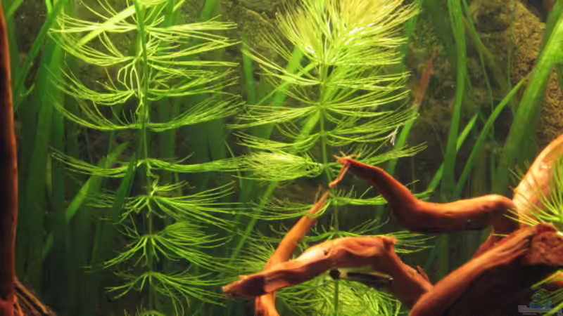 Hornkraut von Gerd Zimmermann (10)