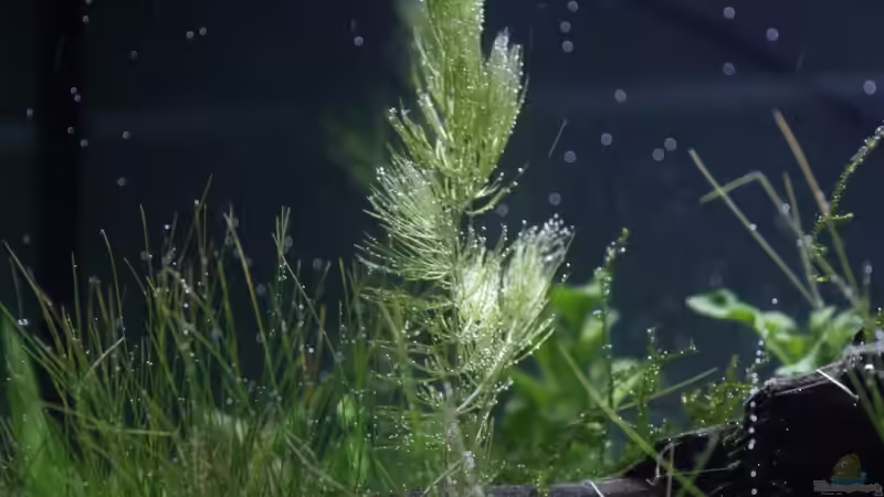 Hornkraut von havok4615 (3)