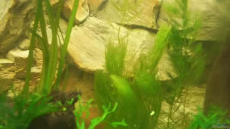 Hornkraut von Irene Kotowski (6)