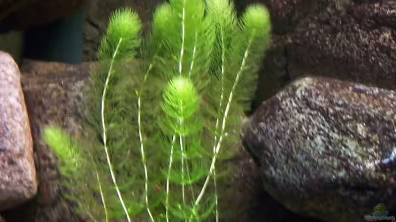 Hornkraut von Rene Sarink (9)