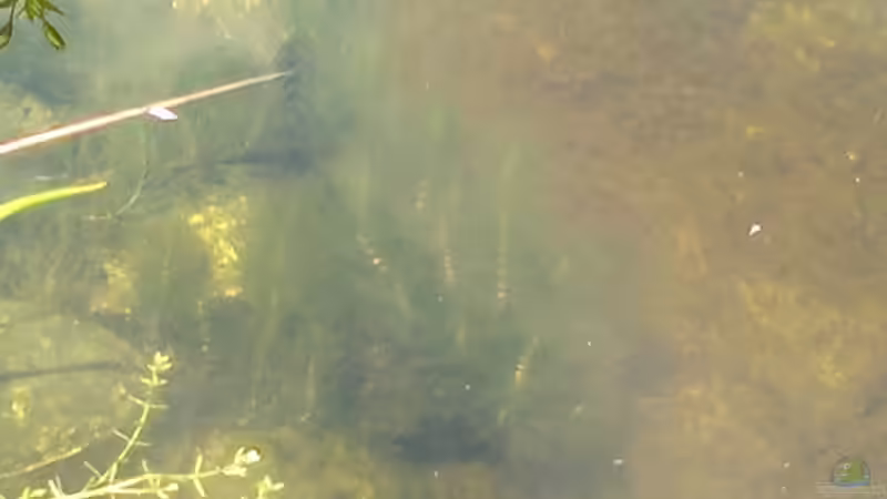 Hornkraut von Sambia (25)