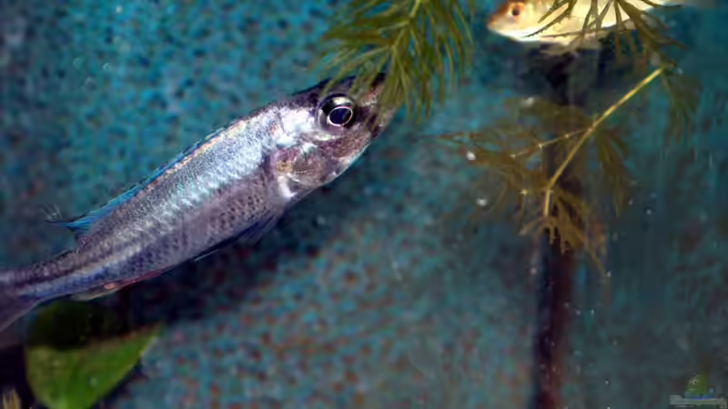 Hornkraut wird von Victorias gerne gefressen von Stanislav Kislyuk (2)