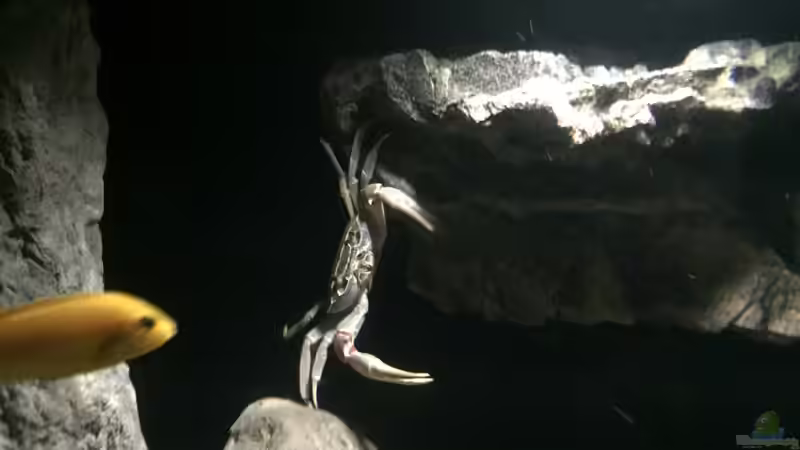 ´Horst´  von Dresdn3r (34)