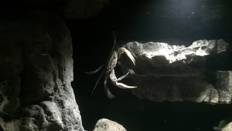 ´Horst´ alias Cliffhanger von Dresdn3r (33)