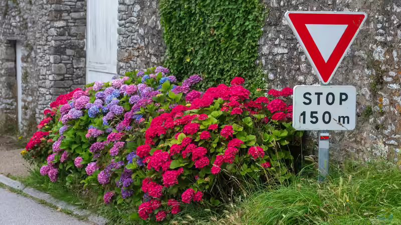Hortensien im Garten: Alles, was du über Pflege, Sorten und Blütenpracht wissen musst