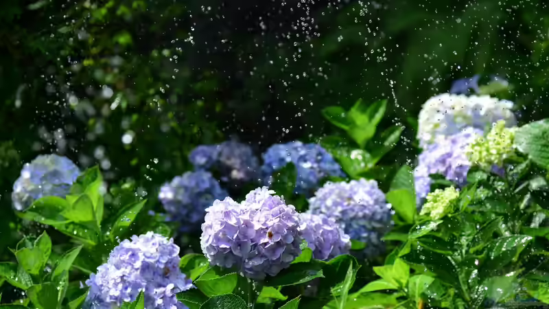 Hortensien im Garten: Alles, was du über Pflege, Sorten und Blütenpracht wissen musst