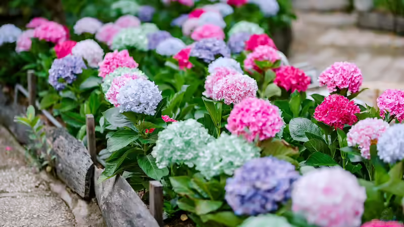 Hortensien im Garten: Alles, was du über Pflege, Sorten und Blütenpracht wissen musst
