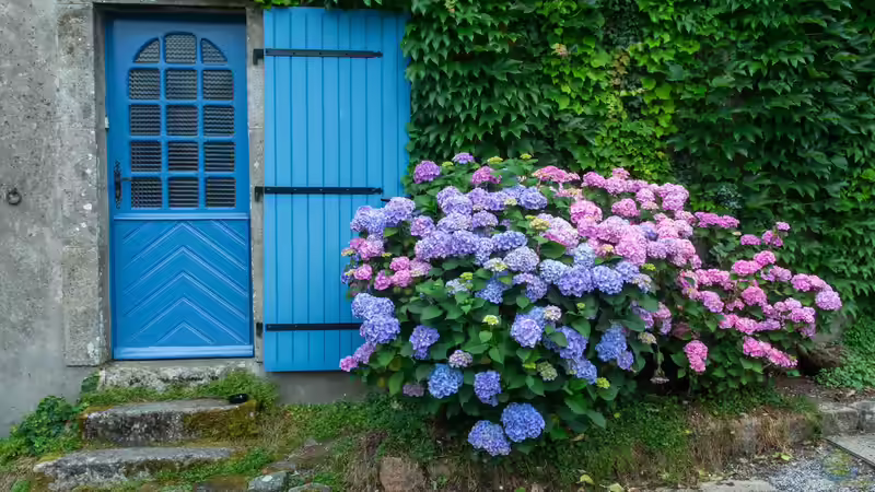 Hortensien im Garten: Alles, was du über Pflege, Sorten und Blütenpracht wissen musst