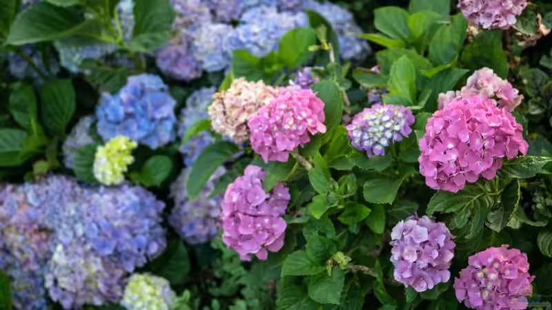 Hortensien im Garten: Alles, was du über Pflege, Sorten und Blütenpracht wissen musst