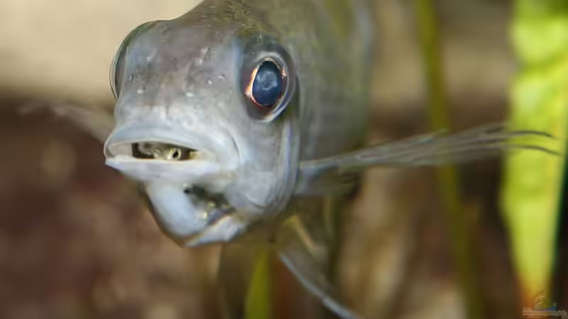 Hotel Mama: Ophtalmotilapia ventralis  von Georg Botz (36)