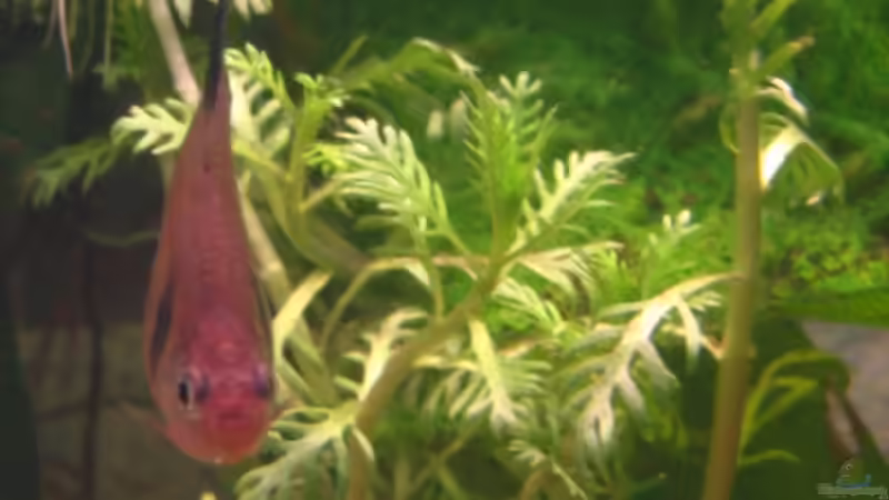 Hottonia inflata von Monika Maier (11)