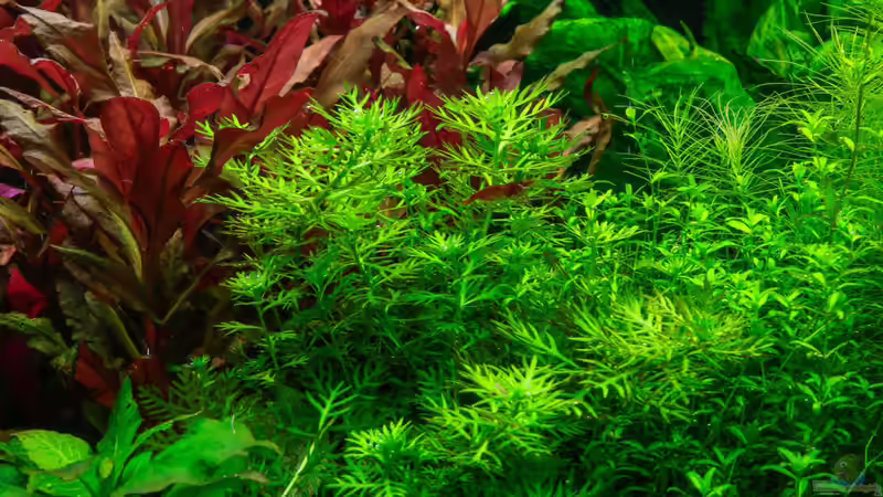 Hottonia palustris von Ralf64 (30)