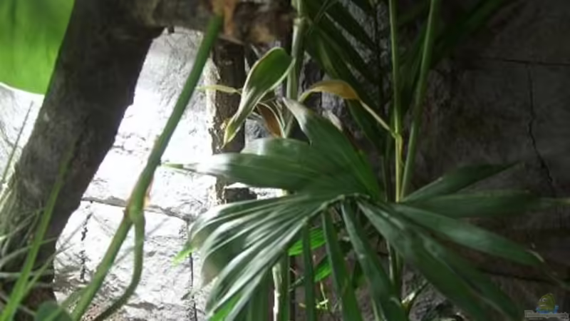 Howea forsteriana von Miguel (22)