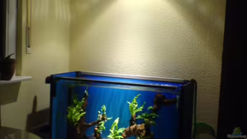 HQI-70W mit 3000 kelvin Philips Mastercolour Leuchtdauer 12000 h!!!   (max zu erwartende) von Ralf Kahl (13)