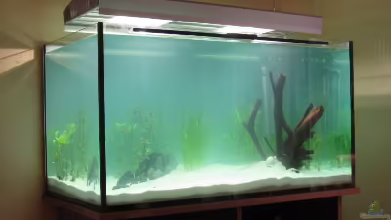 HQI-Leuchten hängen frei über dem Becken von MD-Rose (3)