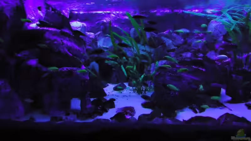 HQL komplett abgeschaltet / Becken bei Blaulicht von Mbuna Mick (15)