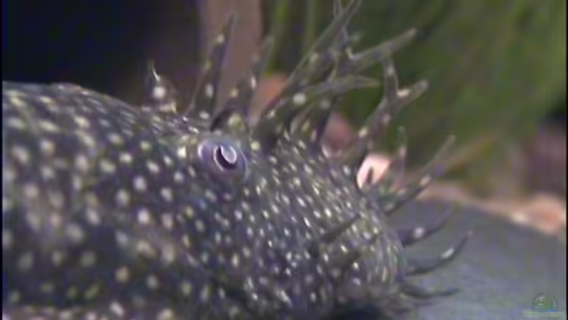 Hr. Meyer von Thomas Hilsberg (12)