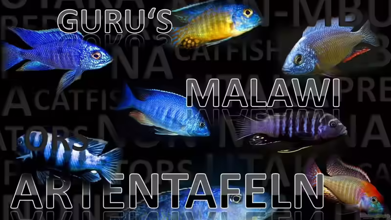 http://www.malawi-guru.de/fischverzeichnis/datenbank/9-fische/49-datenbank.html von Florian Bandhauer (103)