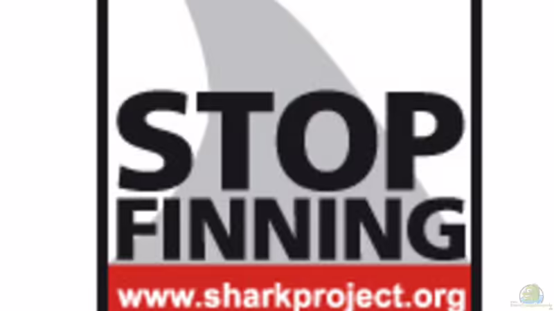 http://www.stopsharkfinning.net/ von Malawigo (37)