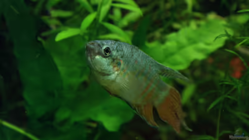 Hubert Ubert von Fabian Warmbader (10)