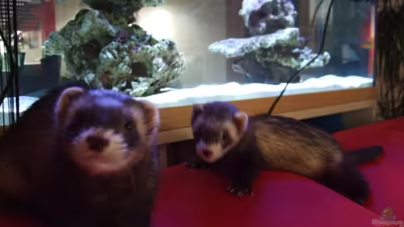 Huch!! Was sind denn das für Fische??? :-) von Salzeritis (23)