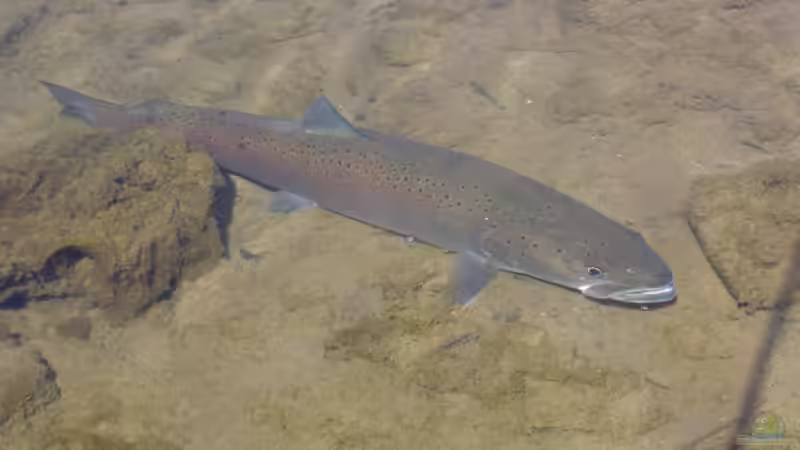 Huchen in Plattling in die Isar eingesetzt - Warum diese Wiederansiedlung so wichtig ist