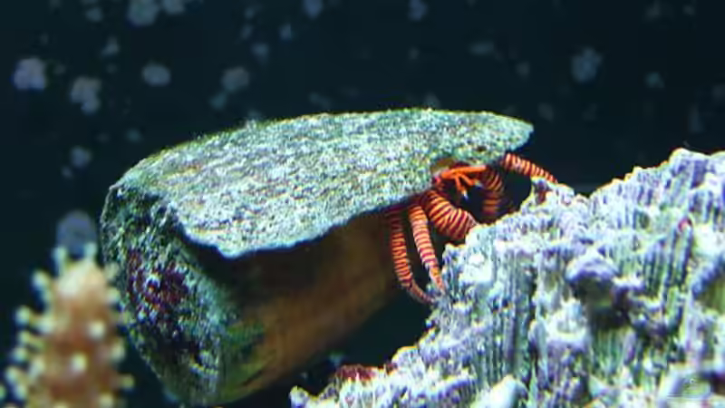 Hübsche Kerlchen, aber für mein Nano leider ungeeignet- deshalb ausquartiert! von Denise83 (35)