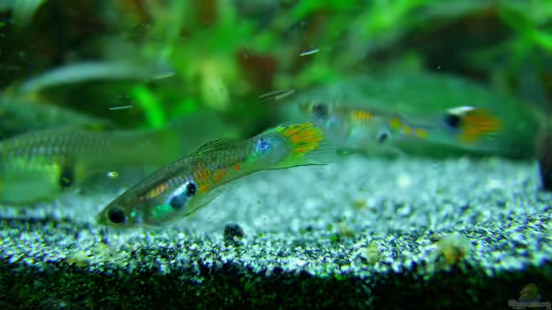 Hübsche kleine Wildguppys :-) von Denise83 (28)