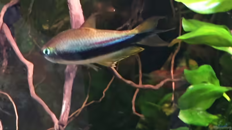 Hübsche Neuankömmlinge, leider recht Kamerascheu  von Gregorsimsel (27)