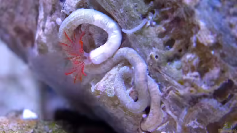 hübscher kleiner Röhrenwurm (ca 0,5cm) auf der Scoly von Summse (52)