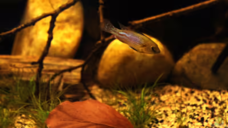 hübsches Kerlchen von die Perle... (56)