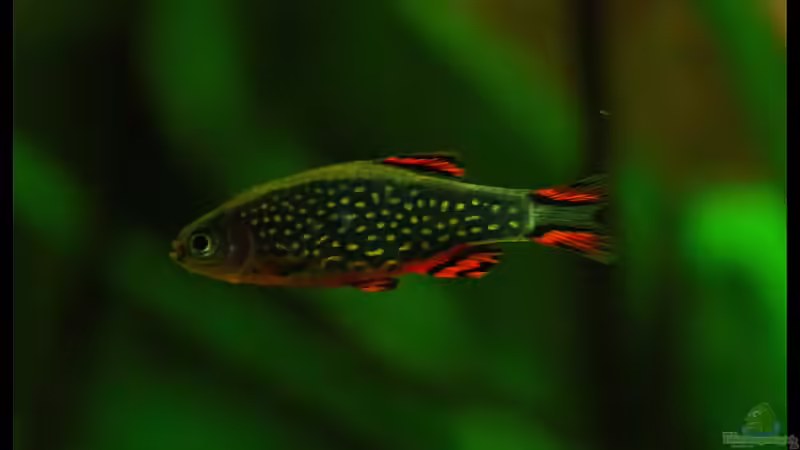 Hühner im Glaskasten, der Perlhuhnbärbling !