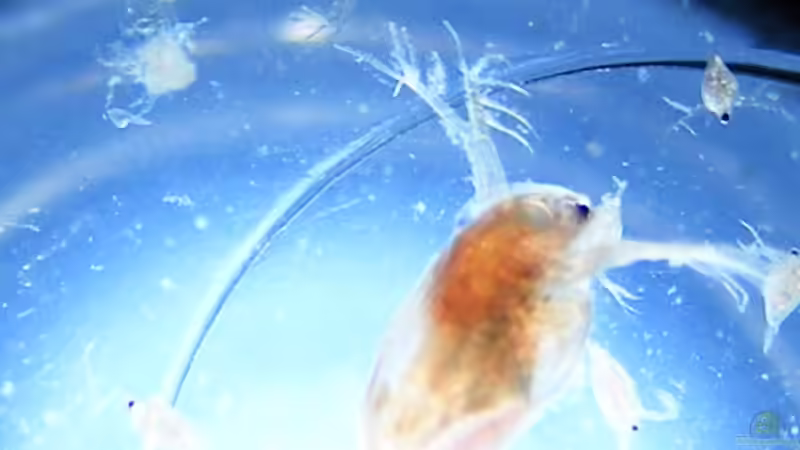 Hüpferlinge sind willkommene Leckerbisssen von Falk (82)