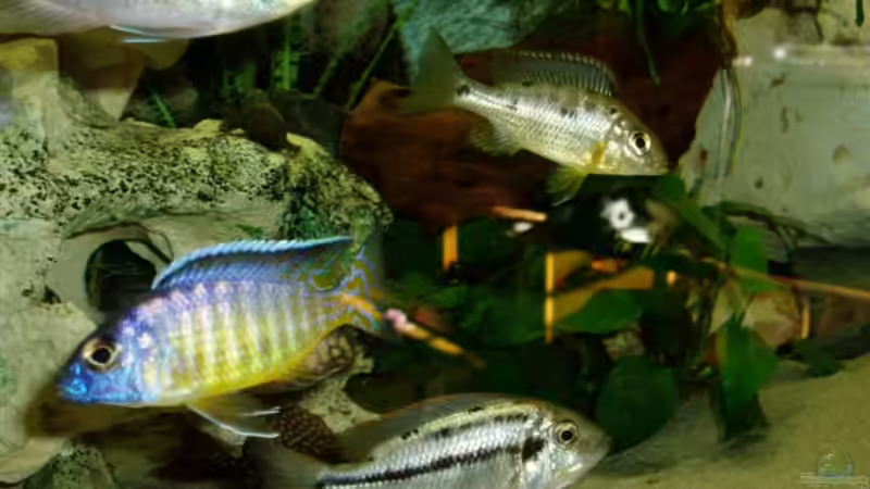 Hueseri nicht mehr drin! von MalawiEder (12)