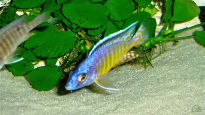 Hueseri nicht mehr drin! von MalawiEder (18)