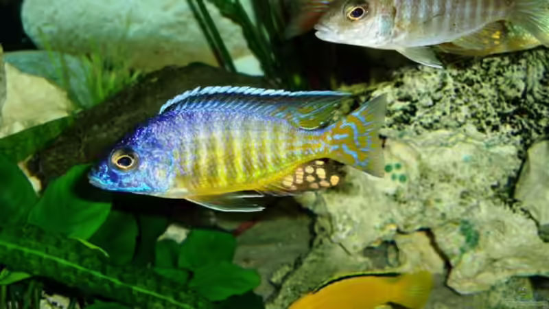 Hueseri nicht mehr drin! von MalawiEder (20)