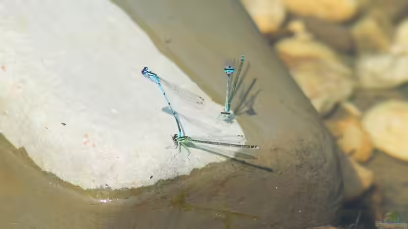 Hufeisen-Azurjungfer - Coenagrion puella Paarung 09.06.2018 von Acki50 (51)