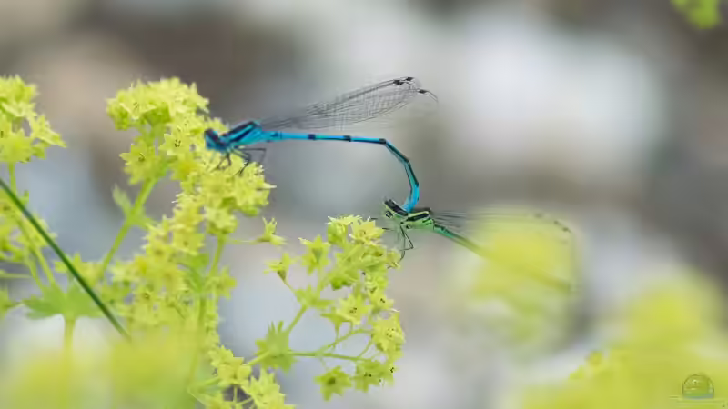 Hufeisen-Azurjungfer - Coenagrion puella Paarung 19.06.2019 von Acki50 (73)
