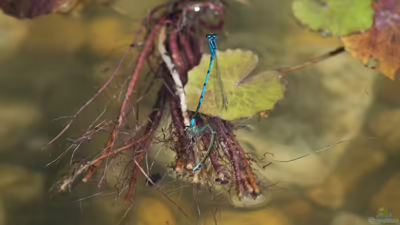 Hufeisen-Azurjungfer - Coenagrion puella Paarung 20.05.2018 von Acki50 (47)