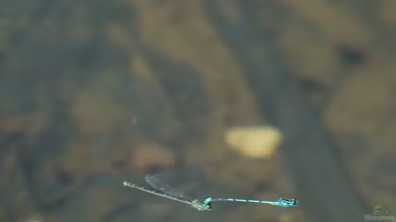 Hufeisen-Azurjungfer - Coenagrion puella Paarungsflug 09.06.2018 von Acki50 (50)