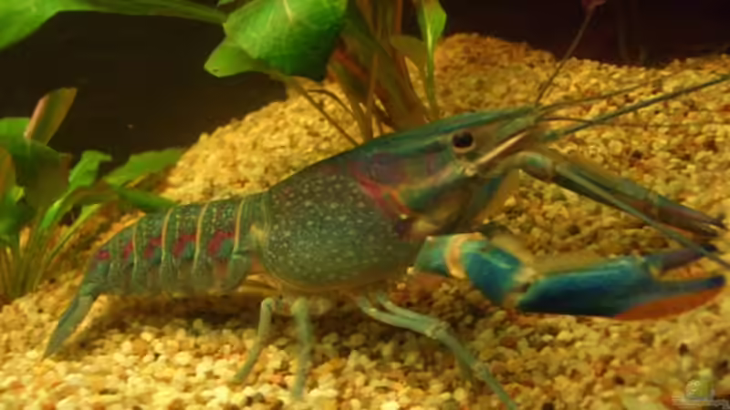 Hugo als er noch klein war  von Tamara Brunner (7)