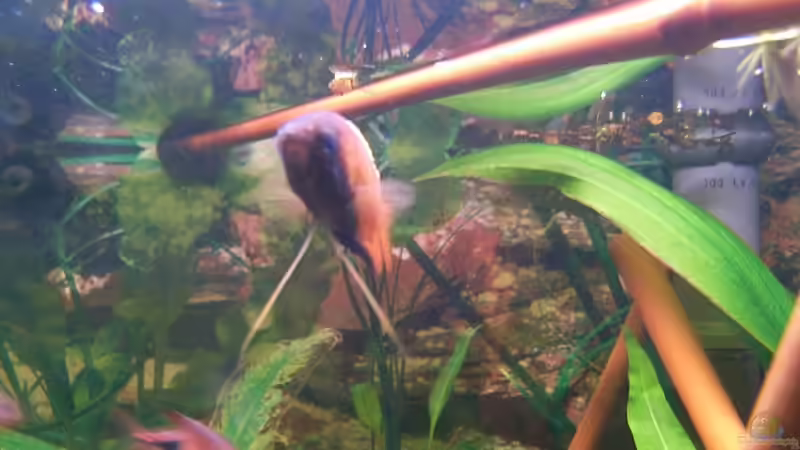 Bambus als Deko im Aquarium (Einrichtungsbeispiele mit Bambus)